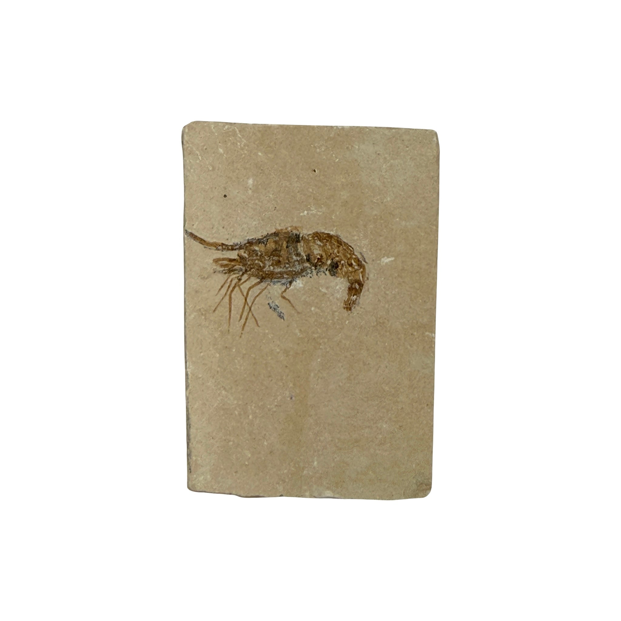 Fossil Shrimp (Carpopenaeus)