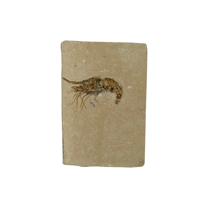 Fossil Shrimp (Carpopenaeus)