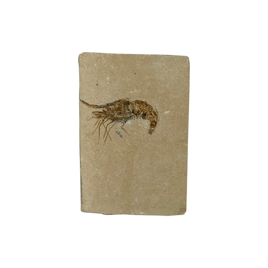 Fossil Shrimp (Carpopenaeus)