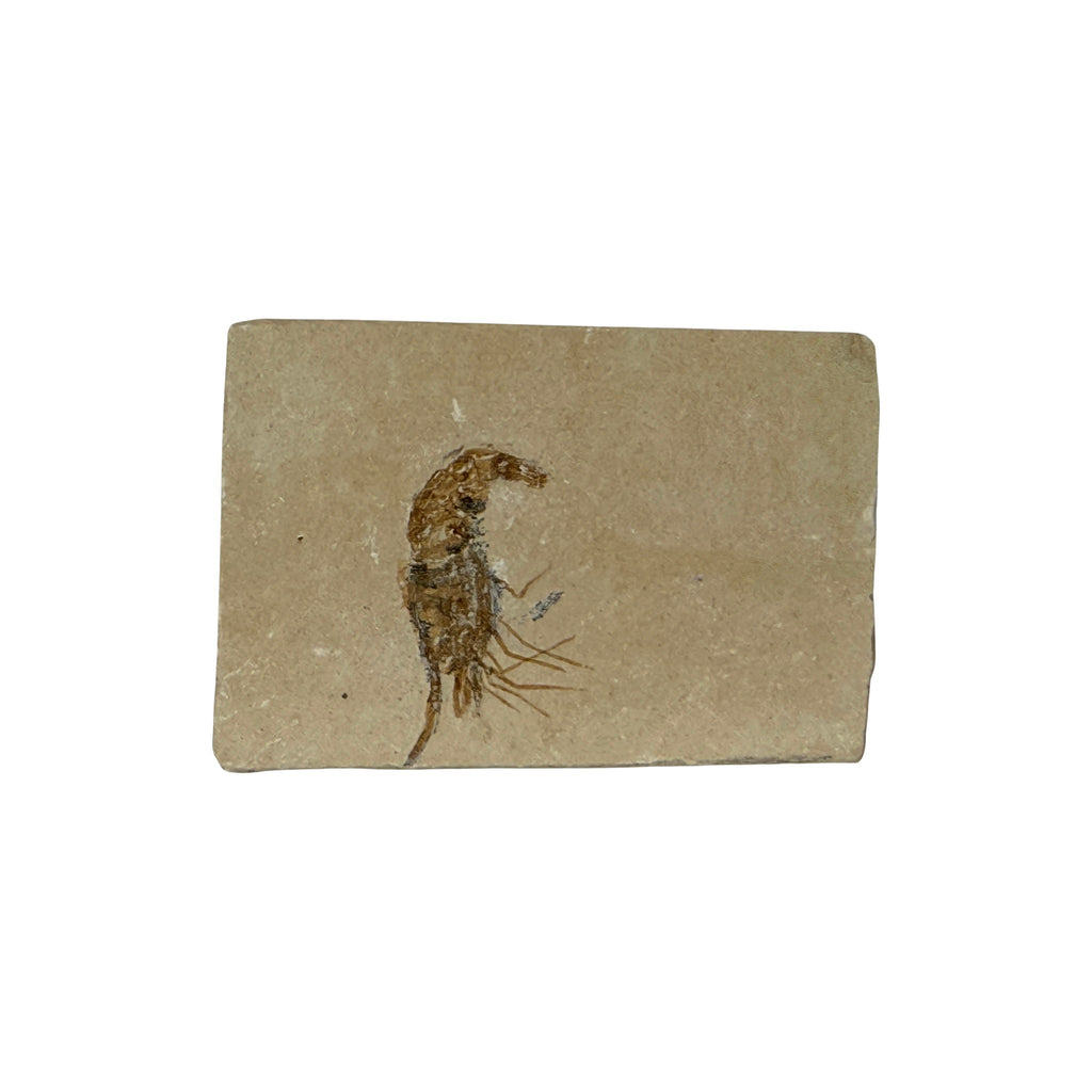 Fossil Shrimp (Carpopenaeus)