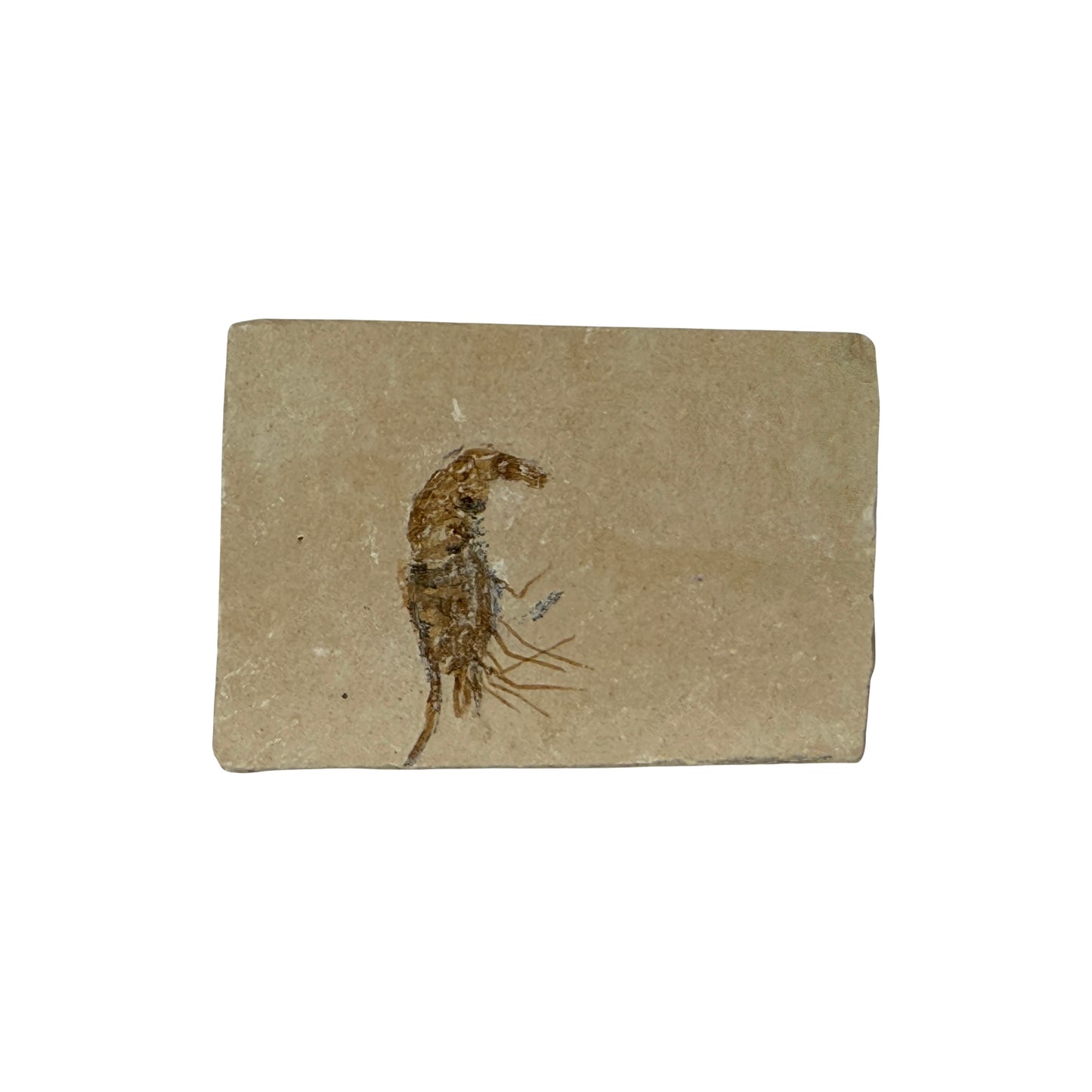 Fossil Shrimp (Carpopenaeus)