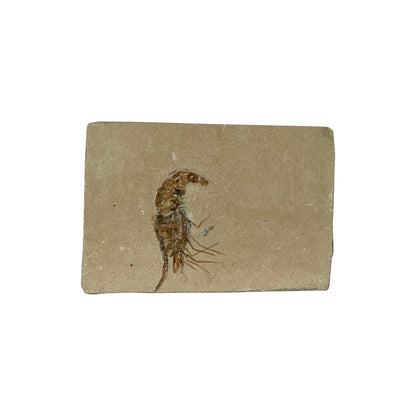 Fossil Shrimp (Carpopenaeus)
