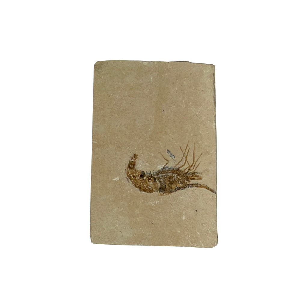Fossil Shrimp (Carpopenaeus)
