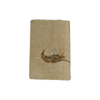 Fossil Shrimp (Carpopenaeus)