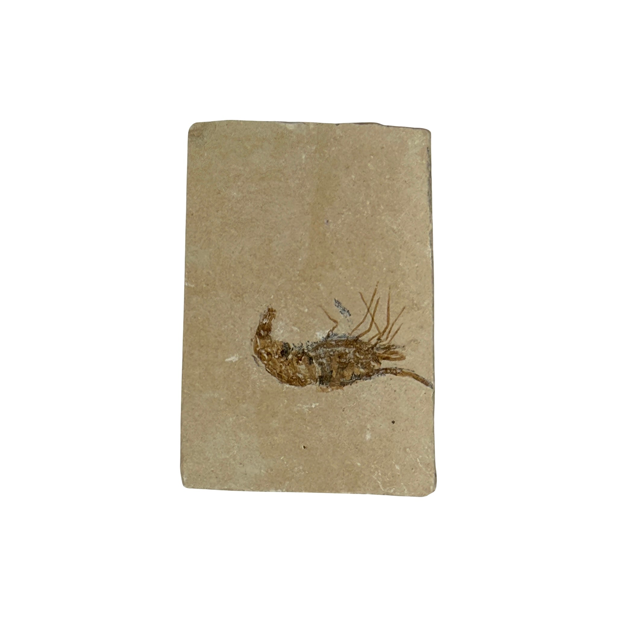 Fossil Shrimp (Carpopenaeus)