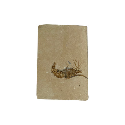 Fossil Shrimp (Carpopenaeus)