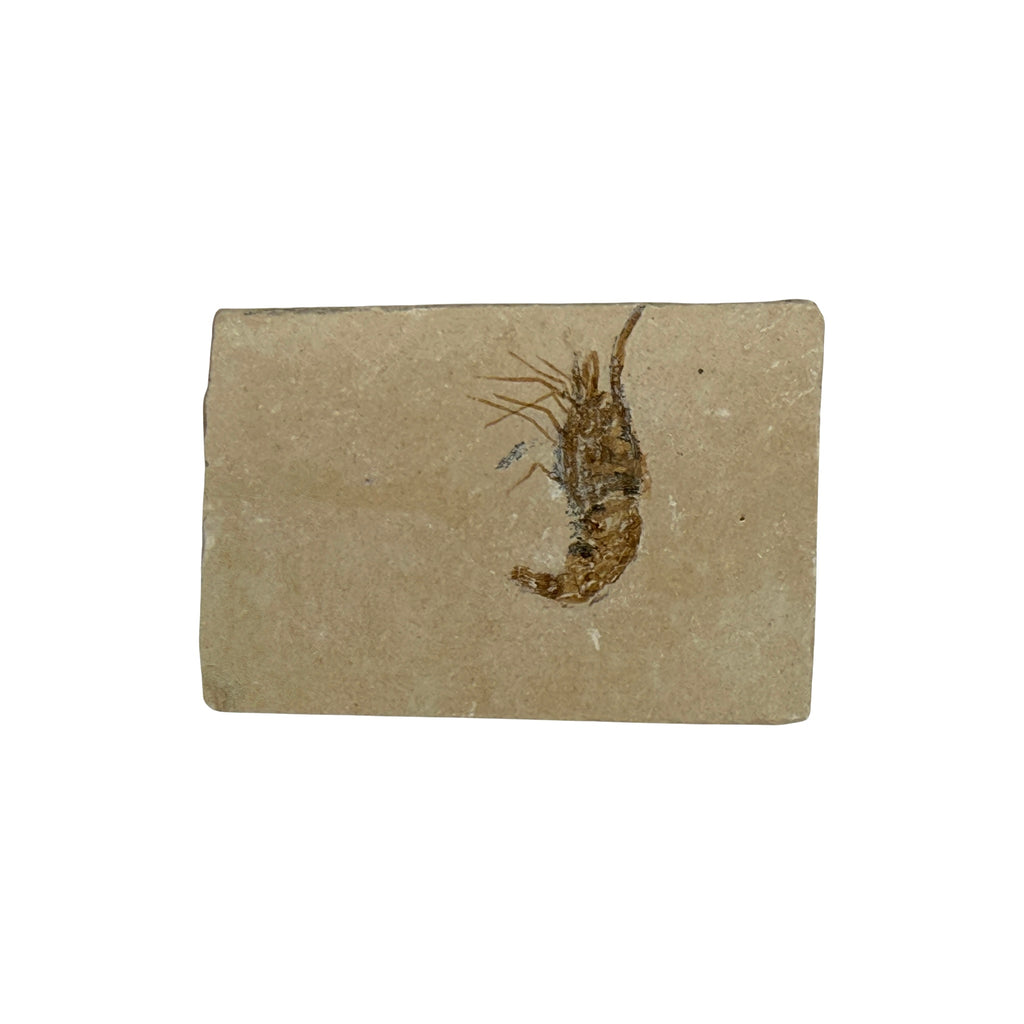 Fossil Shrimp (Carpopenaeus)