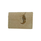 Fossil Shrimp (Carpopenaeus)