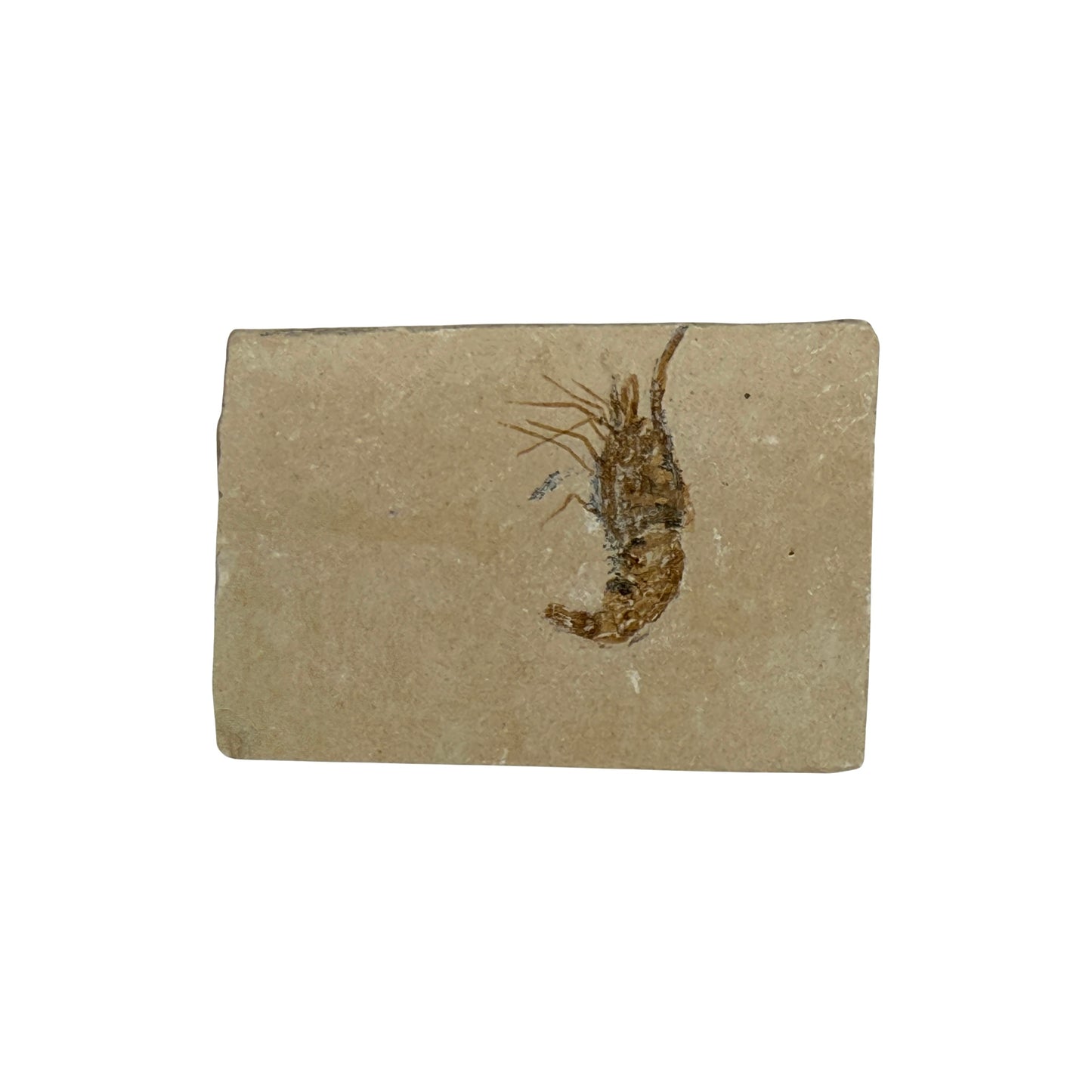Fossil Shrimp (Carpopenaeus)