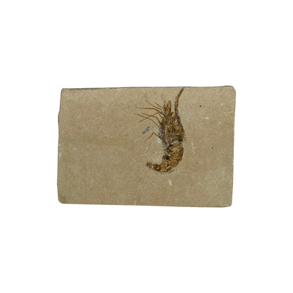 Fossil Shrimp (Carpopenaeus)