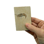 Fossil Shrimp (Carpopenaeus)