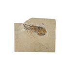 Fossil Shrimp (Carpopenaeus)