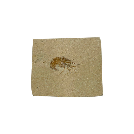 Fossil Shrimp (Carpopenaeus)