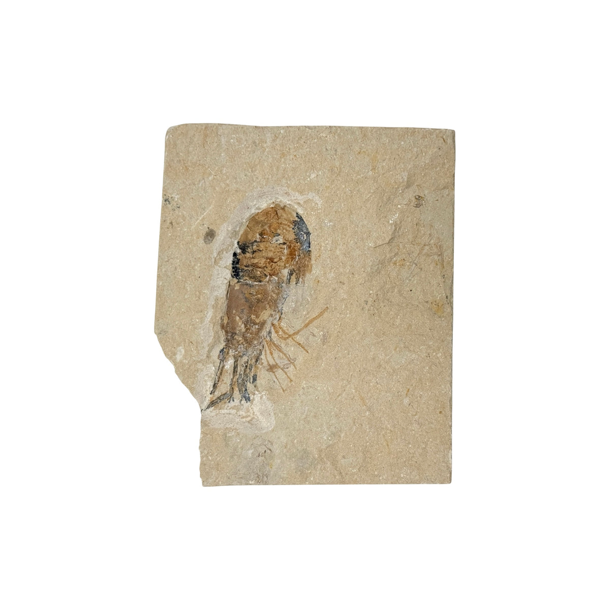 Fossil Shrimp (Carpopenaeus)