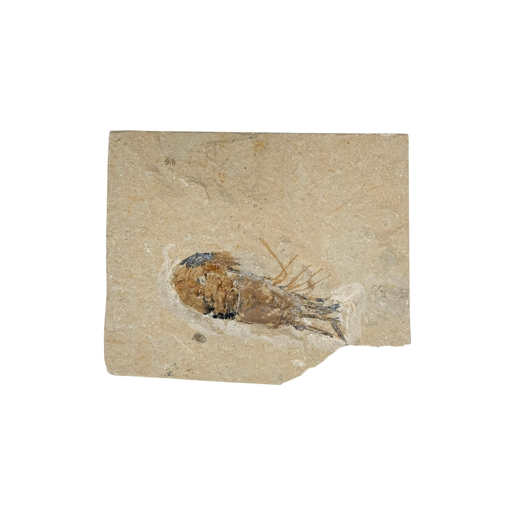 Fossil Shrimp (Carpopenaeus)