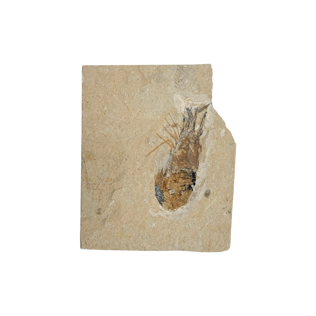Fossil Shrimp (Carpopenaeus)
