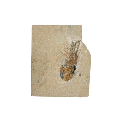 Fossil Shrimp (Carpopenaeus)