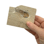 Fossil Shrimp (Carpopenaeus)