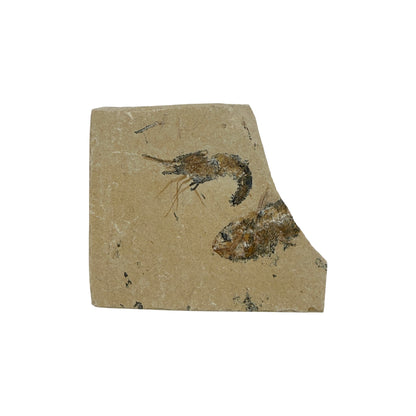 Fossil Shrimp and Fish