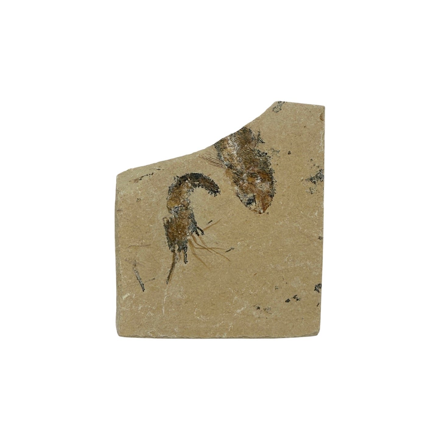 Fossil Shrimp and Fish