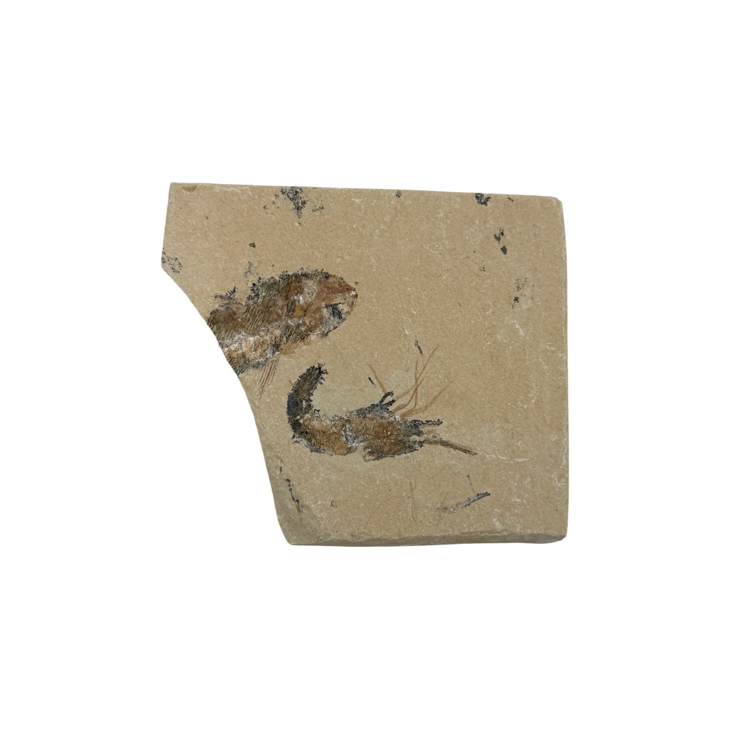 Fossil Shrimp and Fish