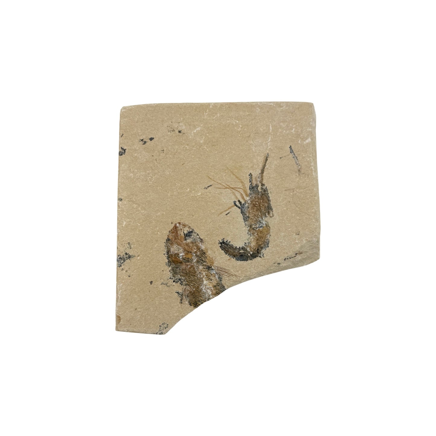 Fossil Shrimp and Fish