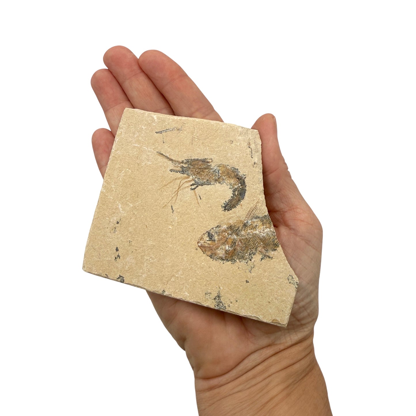 Fossil Shrimp and Fish