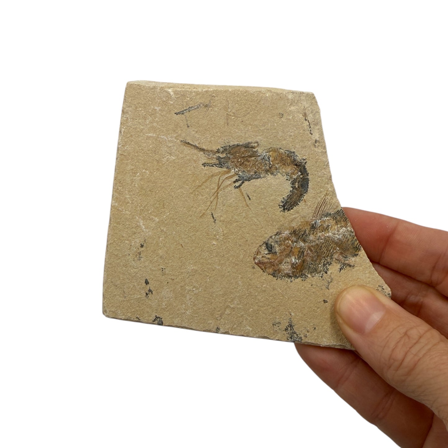 Fossil Shrimp and Fish