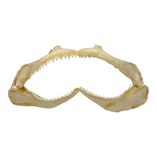 Shark Jaw (Silky Shark, 13")