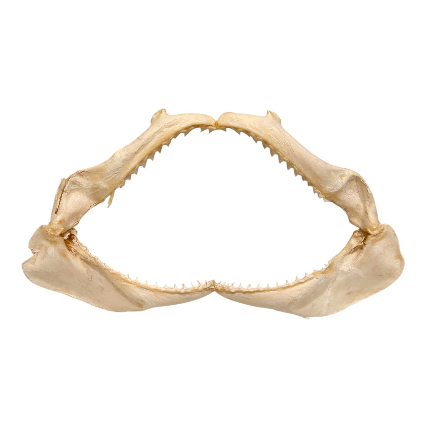 Shark Jaw (Silky Shark, 14")