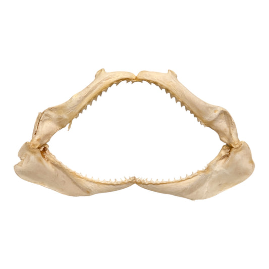 Shark Jaw (Silky Shark, 14")