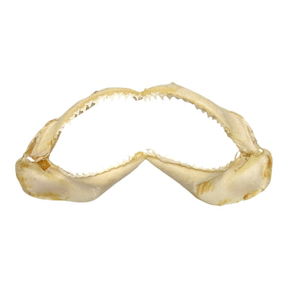 Shark Jaw (Silky Shark, 13")