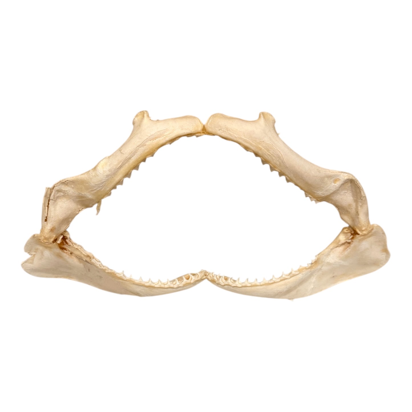 Shark Jaw (Silky Shark, 14")