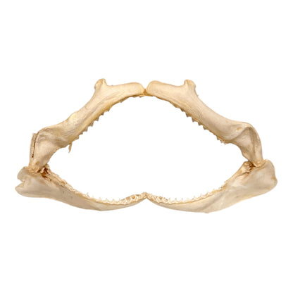 Shark Jaw (Silky Shark, 14")