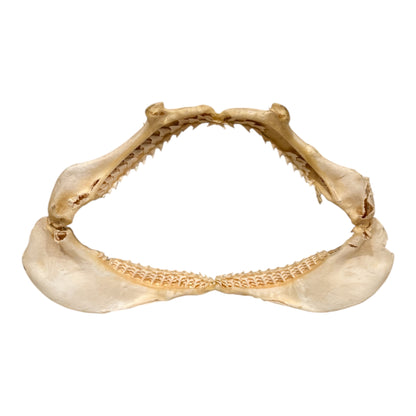Shark Jaw (Silky Shark, 14")