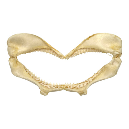 Shark Jaw (Silky Shark, 13")