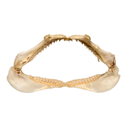 Shark Jaw (Silky Shark, 14")