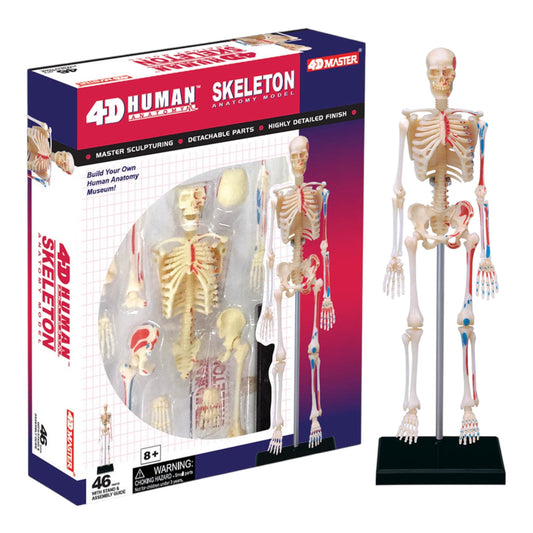 4D Human Skeleton