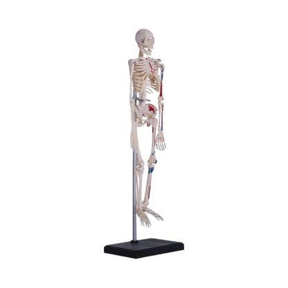 4D Human Skeleton