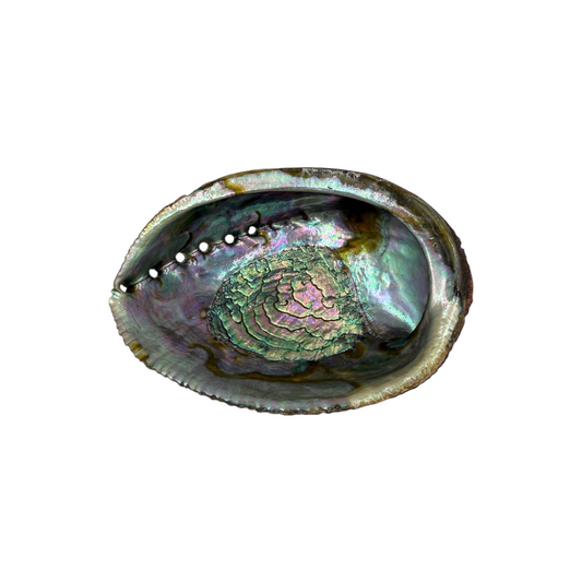 Abalone Shell