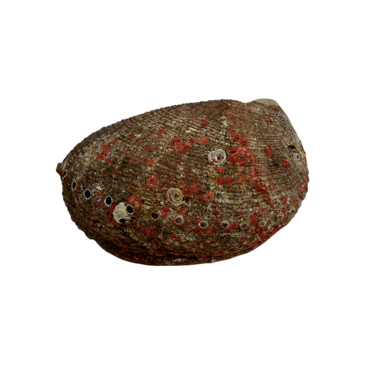 Abalone Shell