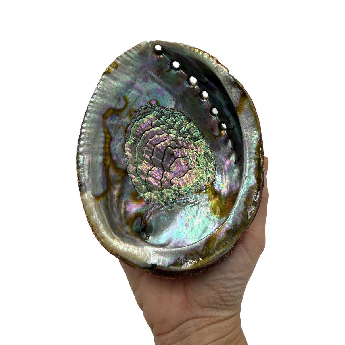 Abalone Shell