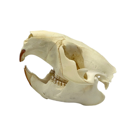 Skull (Beaver, Small)