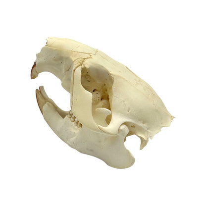 Skull (Beaver, Small)