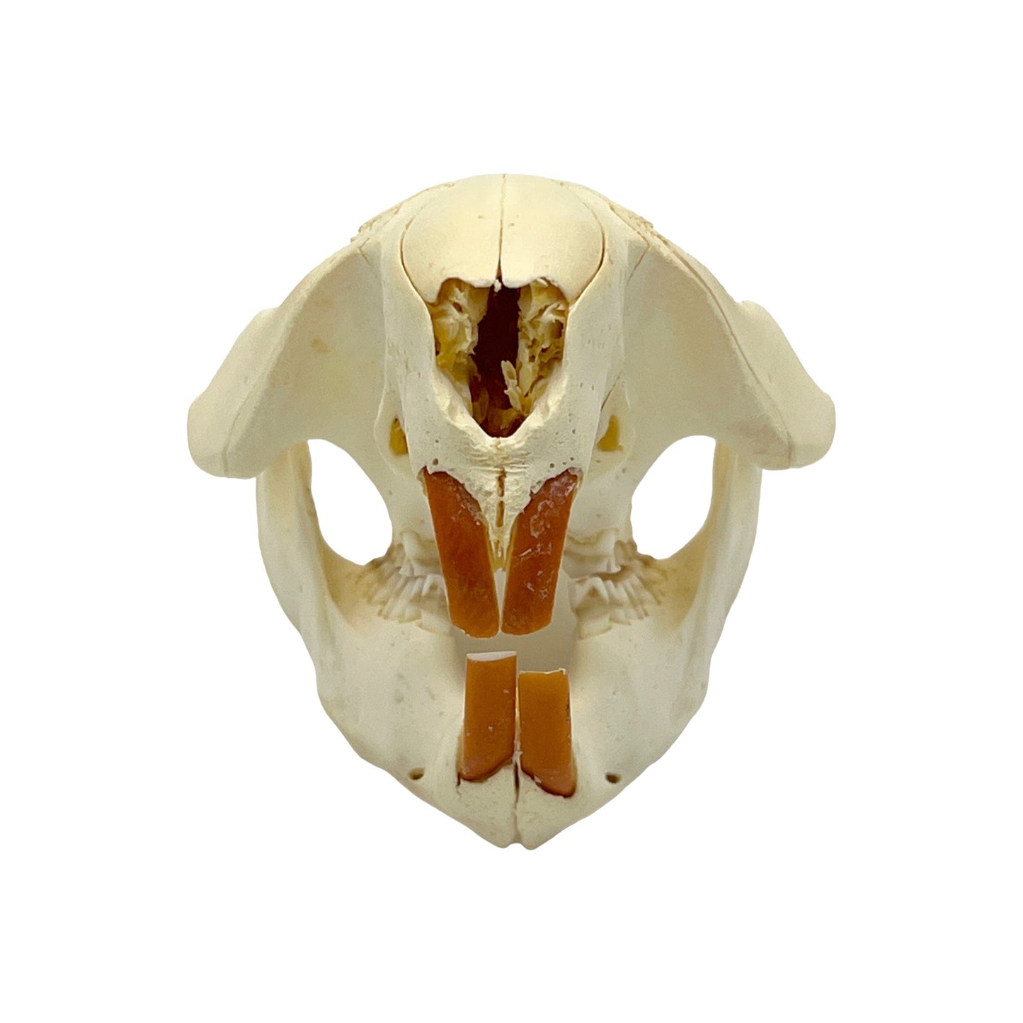 Skull (Beaver, Small)