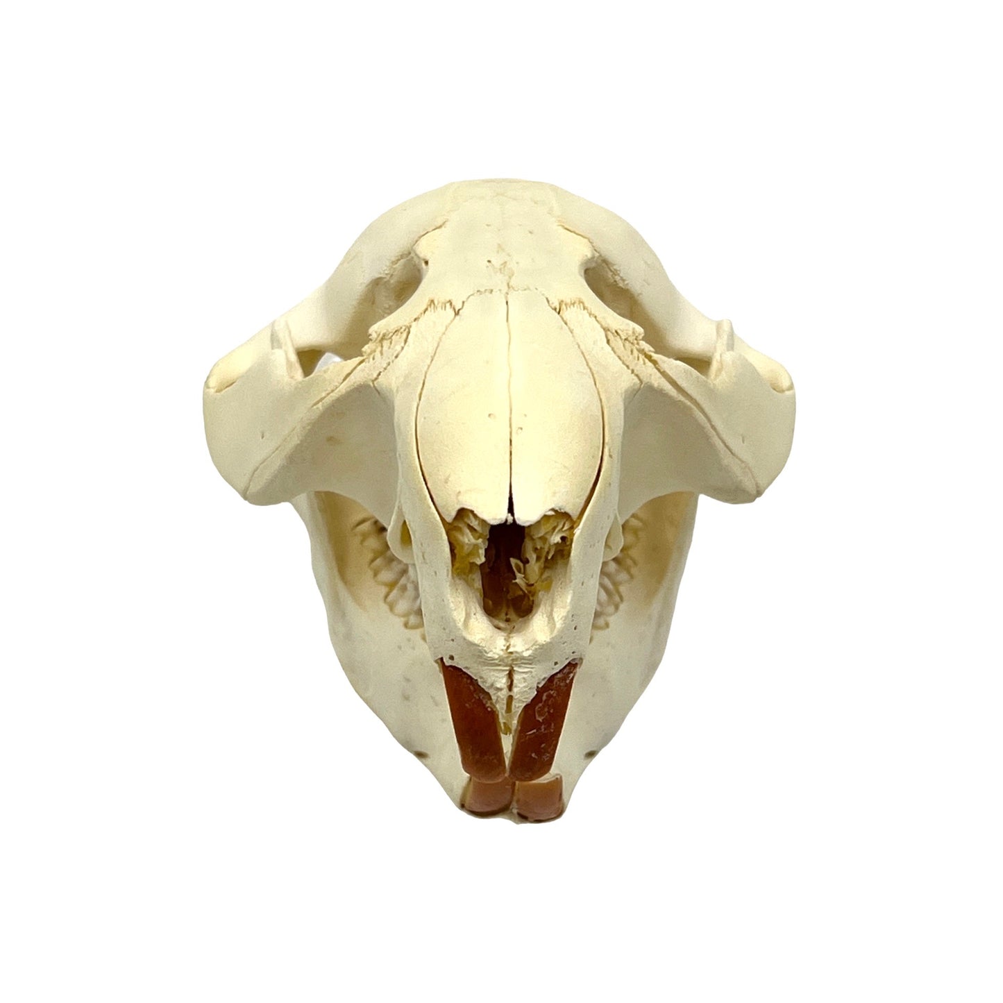 Skull (Beaver, Small)