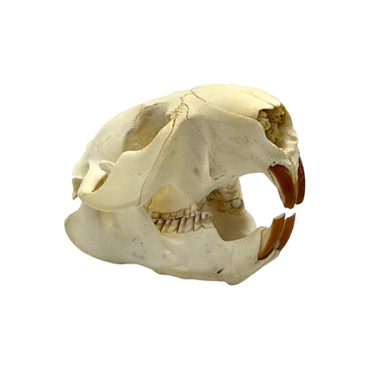 Skull (Beaver, Small)