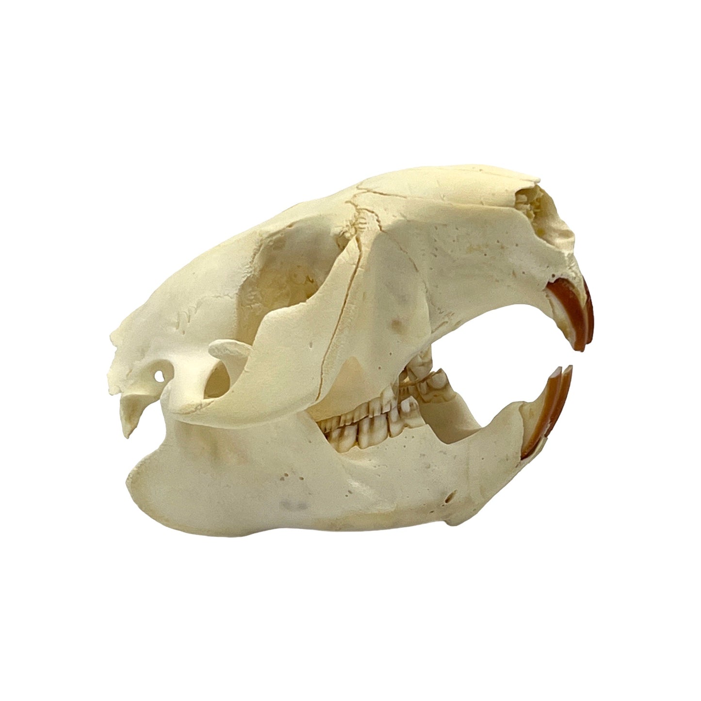 Skull (Beaver, Small)