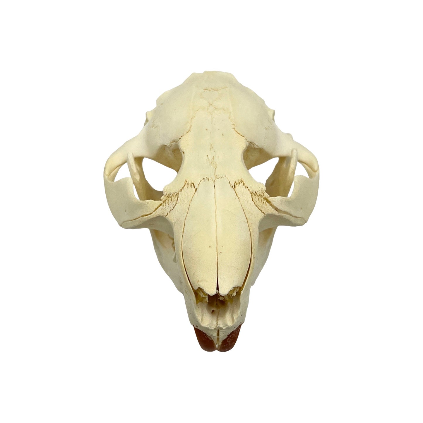 Skull (Beaver, Small)