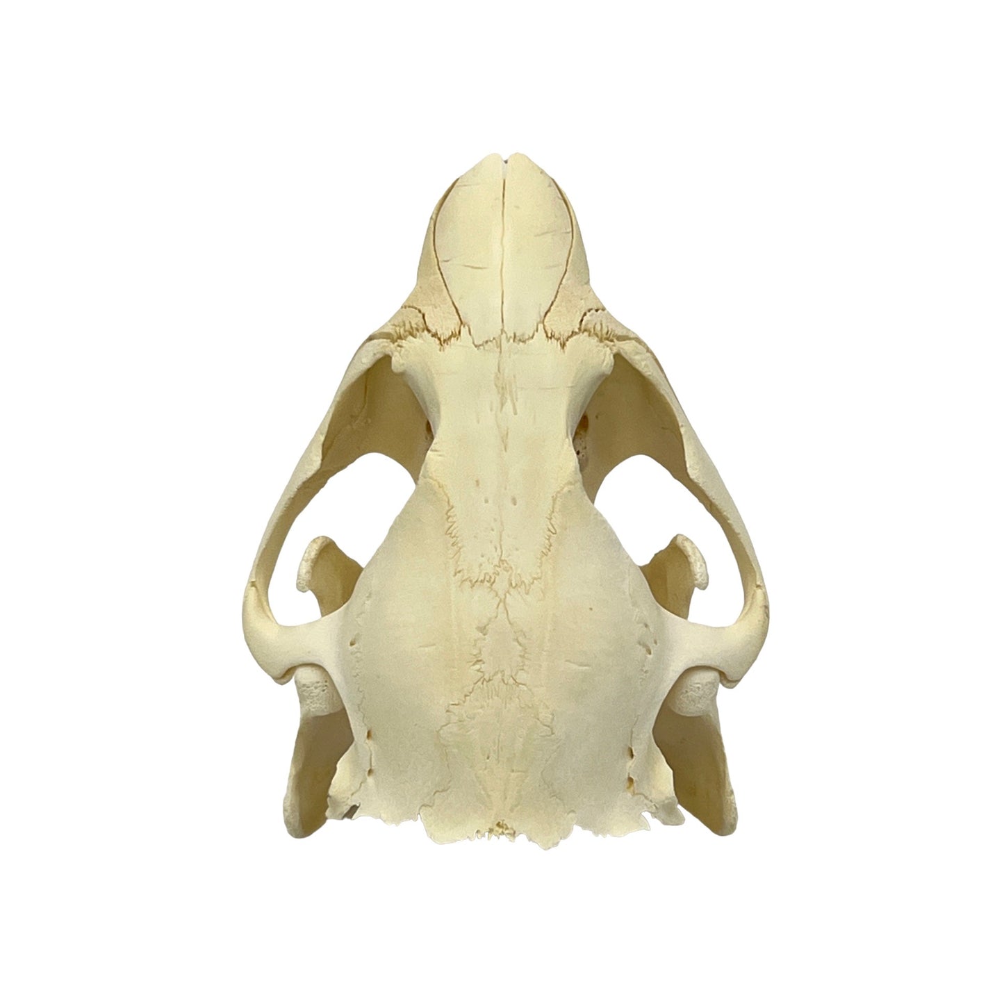 Skull (Beaver, Small)